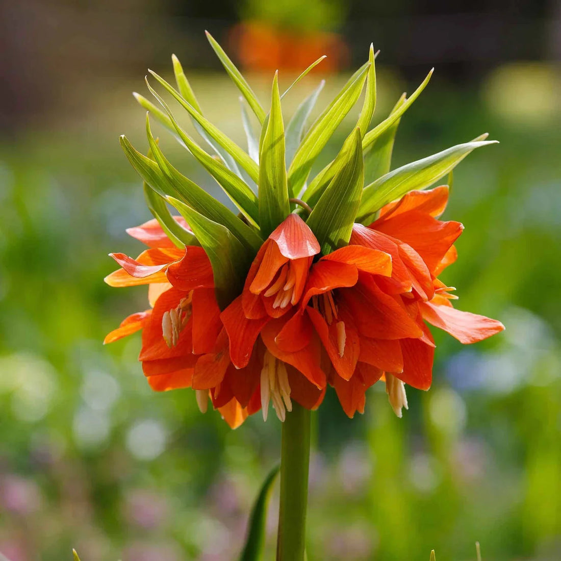 Fritillaria flower seeds