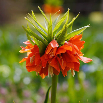 Fritillaria flower seeds