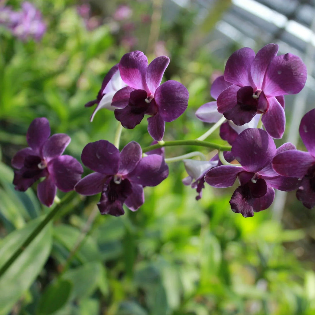 Dark Blue flower seeds