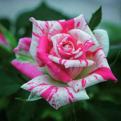 Rose flower seeds