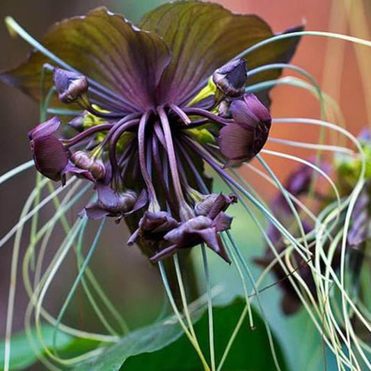 Black Chantrieri flower seeds
