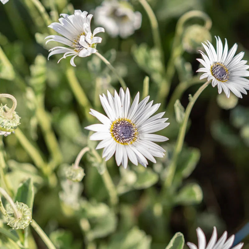 White Arctotis flower seeds