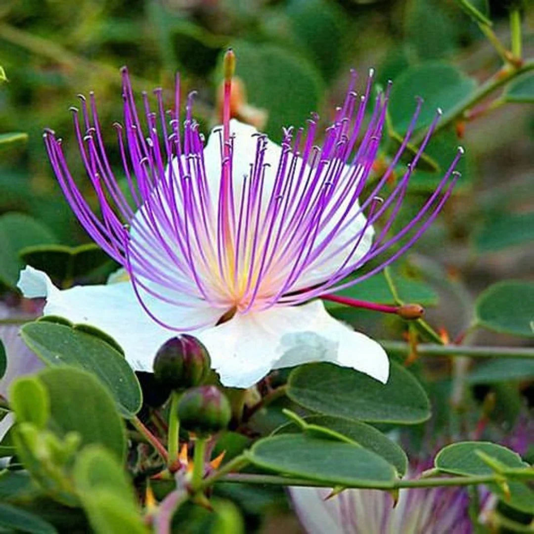 Alcaparras flower seeds