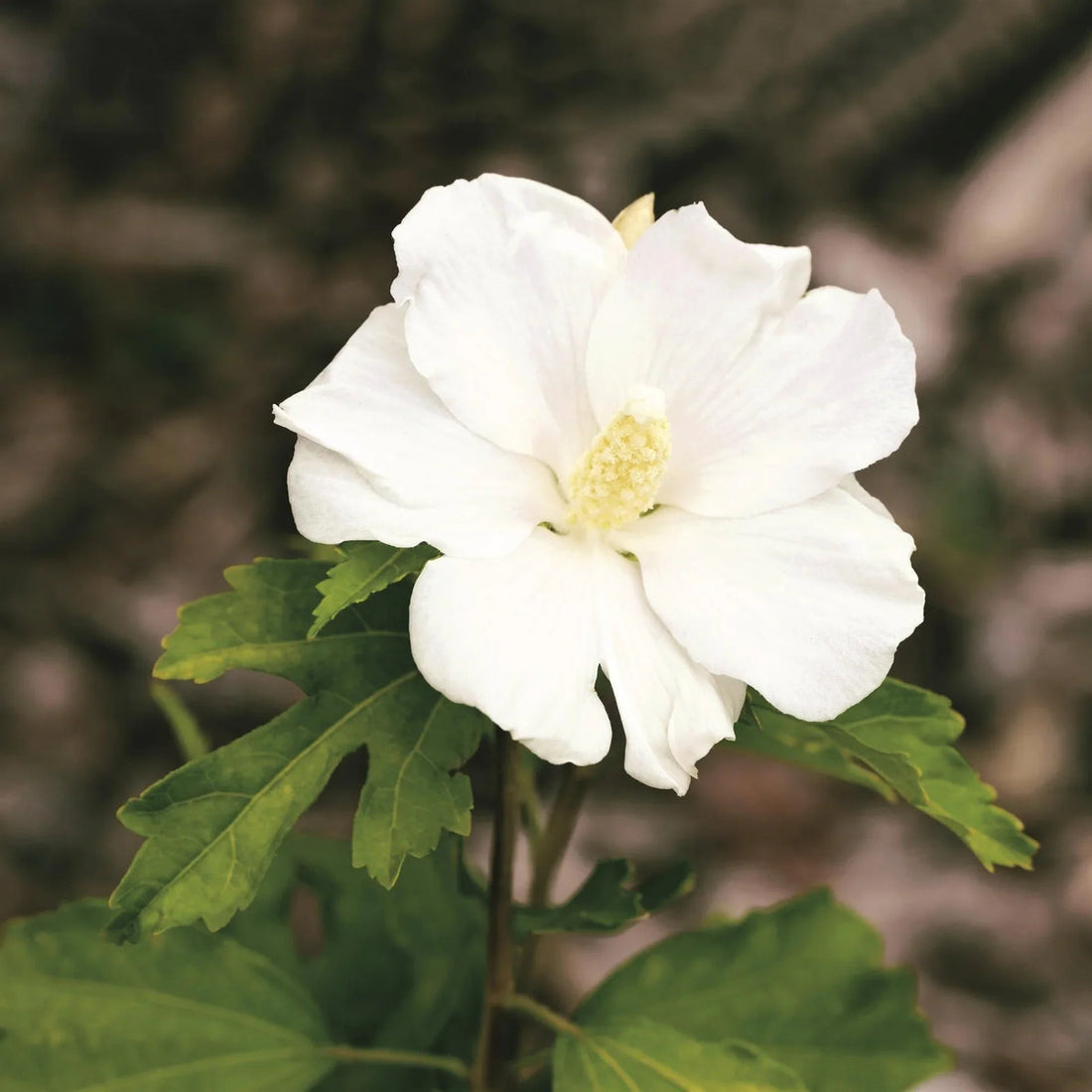 White Sharon flower seeds