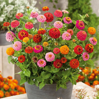Thumbelina flower seeds