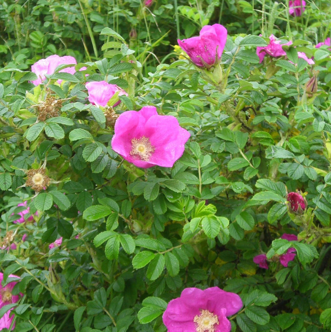 Pink Rugosa flower seeds