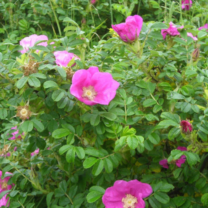 Pink Rugosa flower seeds