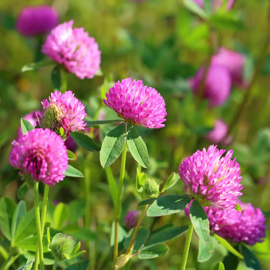 Pink Clover flower seeds