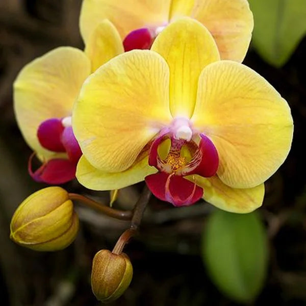 Phalaenopsis Orchid flower seeds