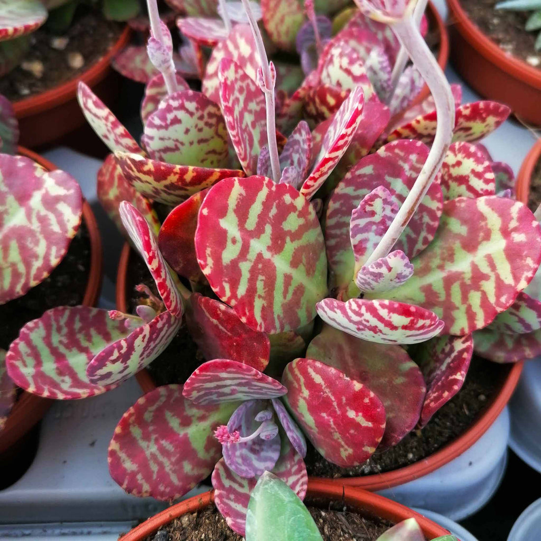 Kalanchoe Humilis flower seeds