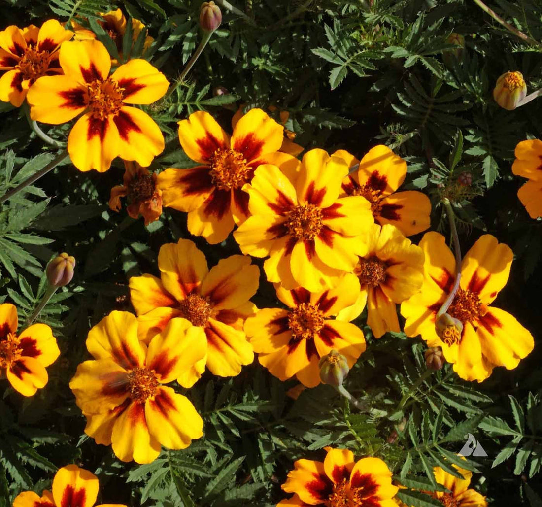 Marigold Marietta flower seeds