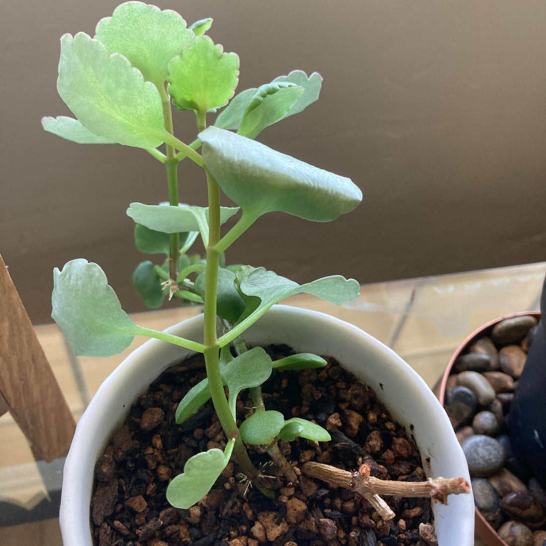 Light Green flower seeds