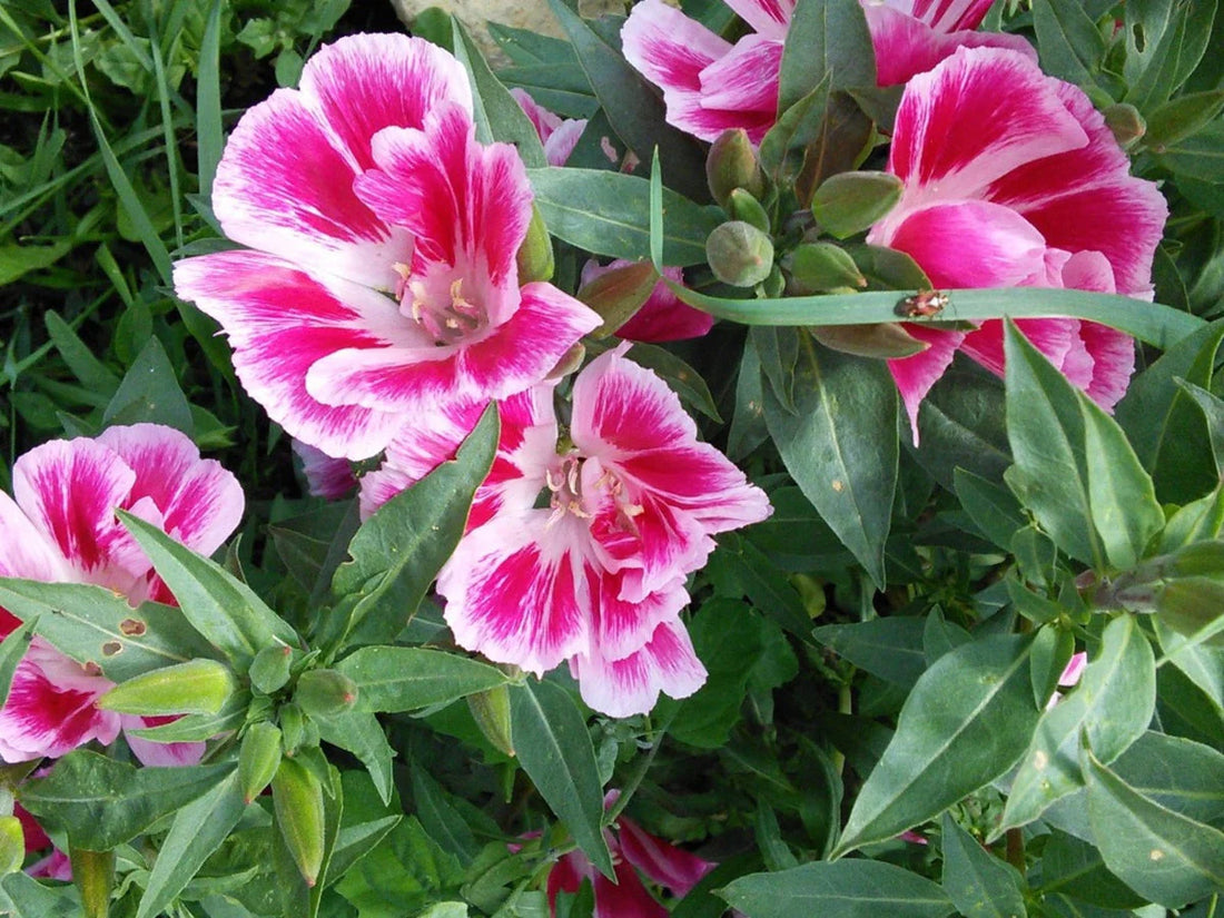 Clarkia flower seeds