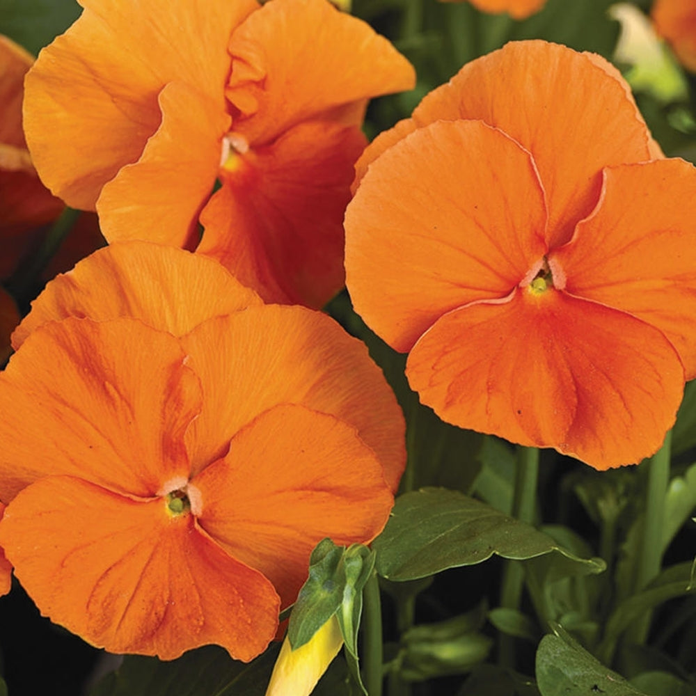 Wittrockiana flower seeds