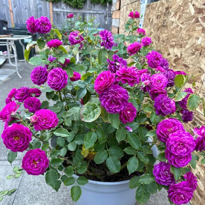 Rosa plant