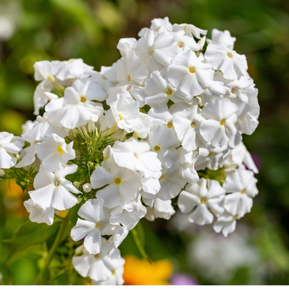 Annual Phlox plant