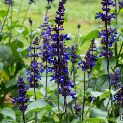 Blue Salvia plant