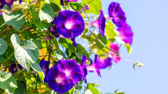 Star Morning Glory plant