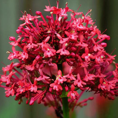 Perennial Red Valerian plant
