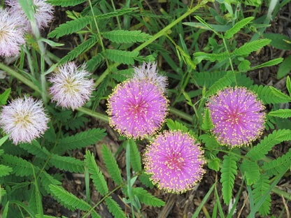 Quadrivalvis Mimosa plant