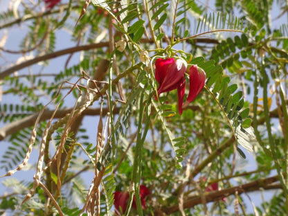 Grandiflora Sesbania plant