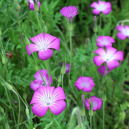 Common Corncockle plant