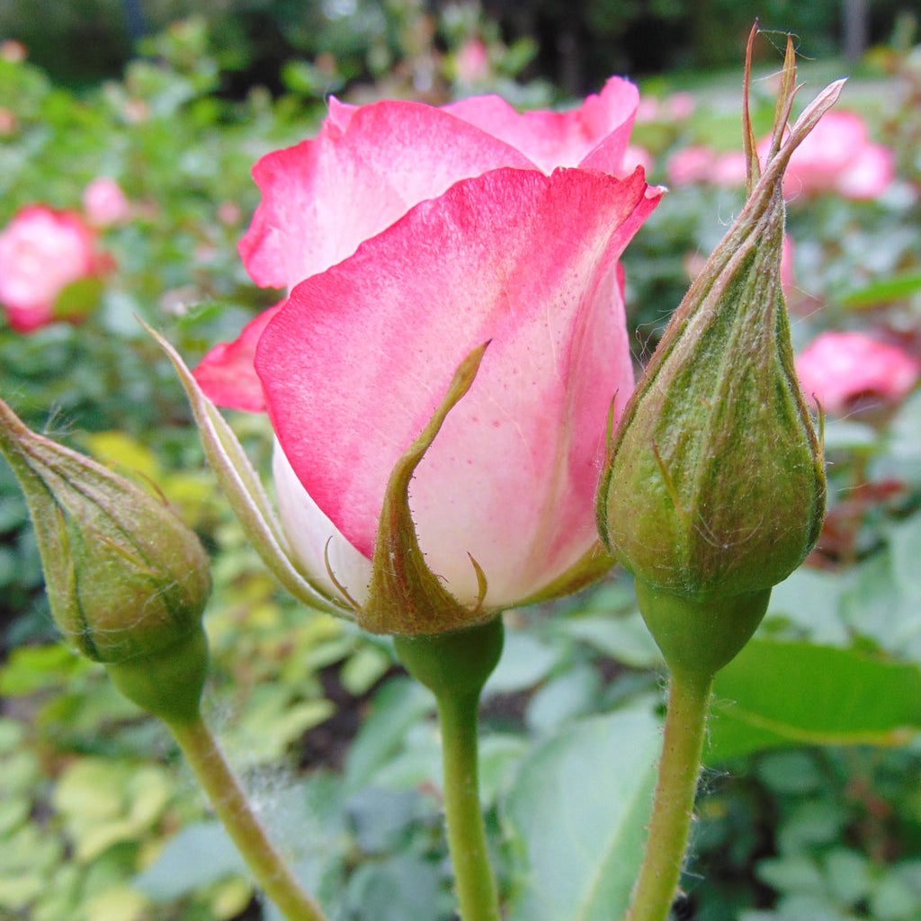 Rosa plant