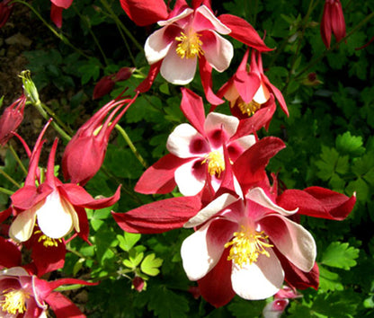 Crimson Star Columbine plant