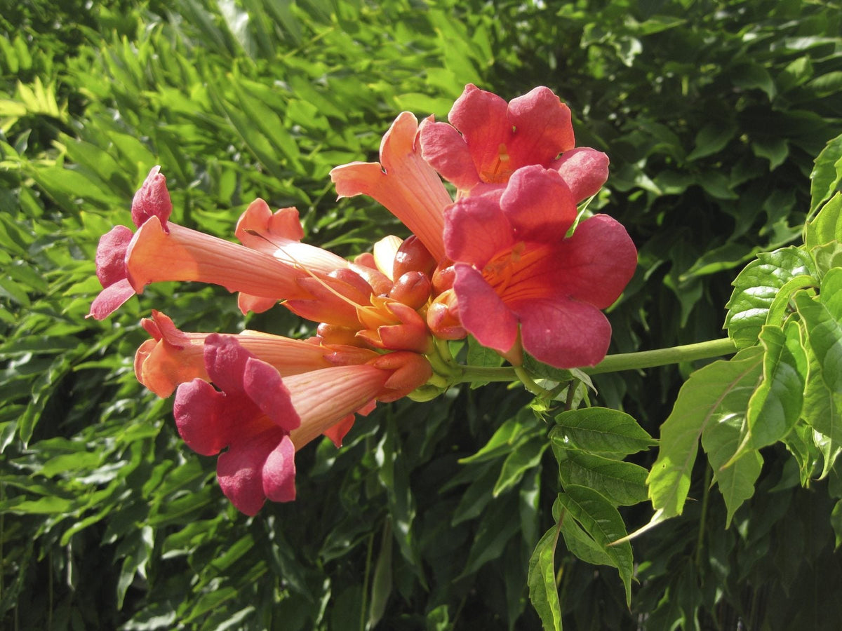 Scarlet Trumpet Vine plant