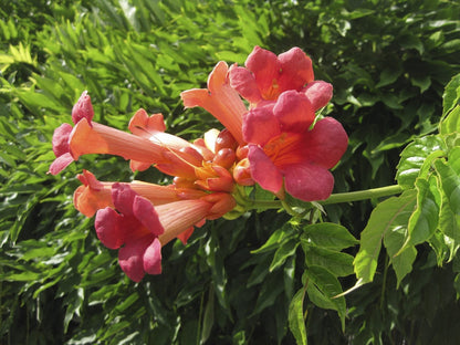 Scarlet Trumpet Vine plant