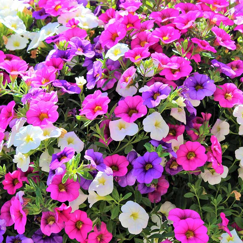 Mini Petunia Calibrachoa plant