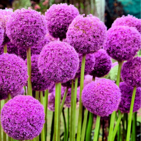 Giganteum Allium plant