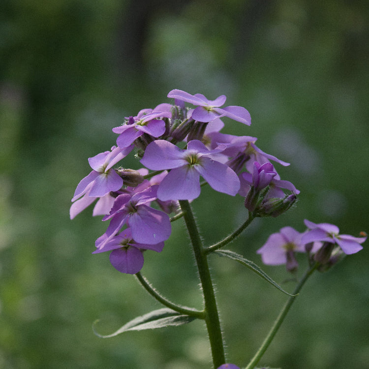Perennial Dame's Rocket plant