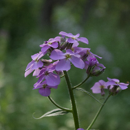 Perennial Dame's Rocket plant