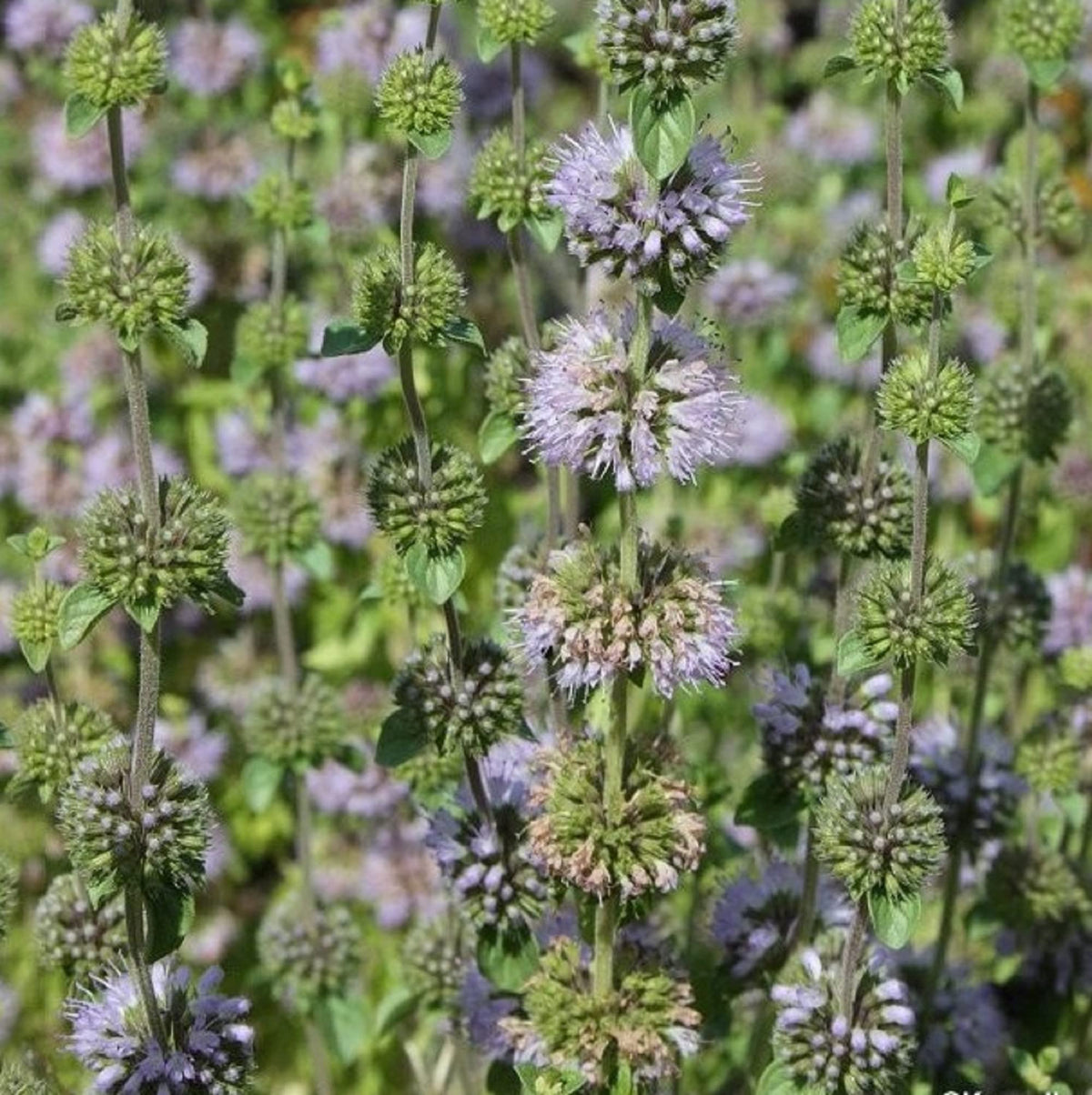 Perennial Pennyroyal plant