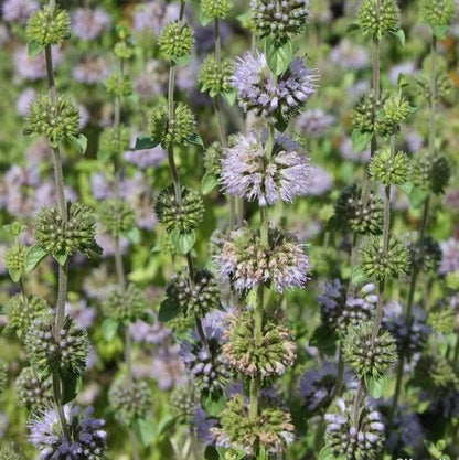 Perennial Pennyroyal plant