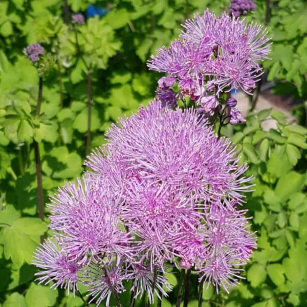 Aquilegifolium Meadow Rue plant