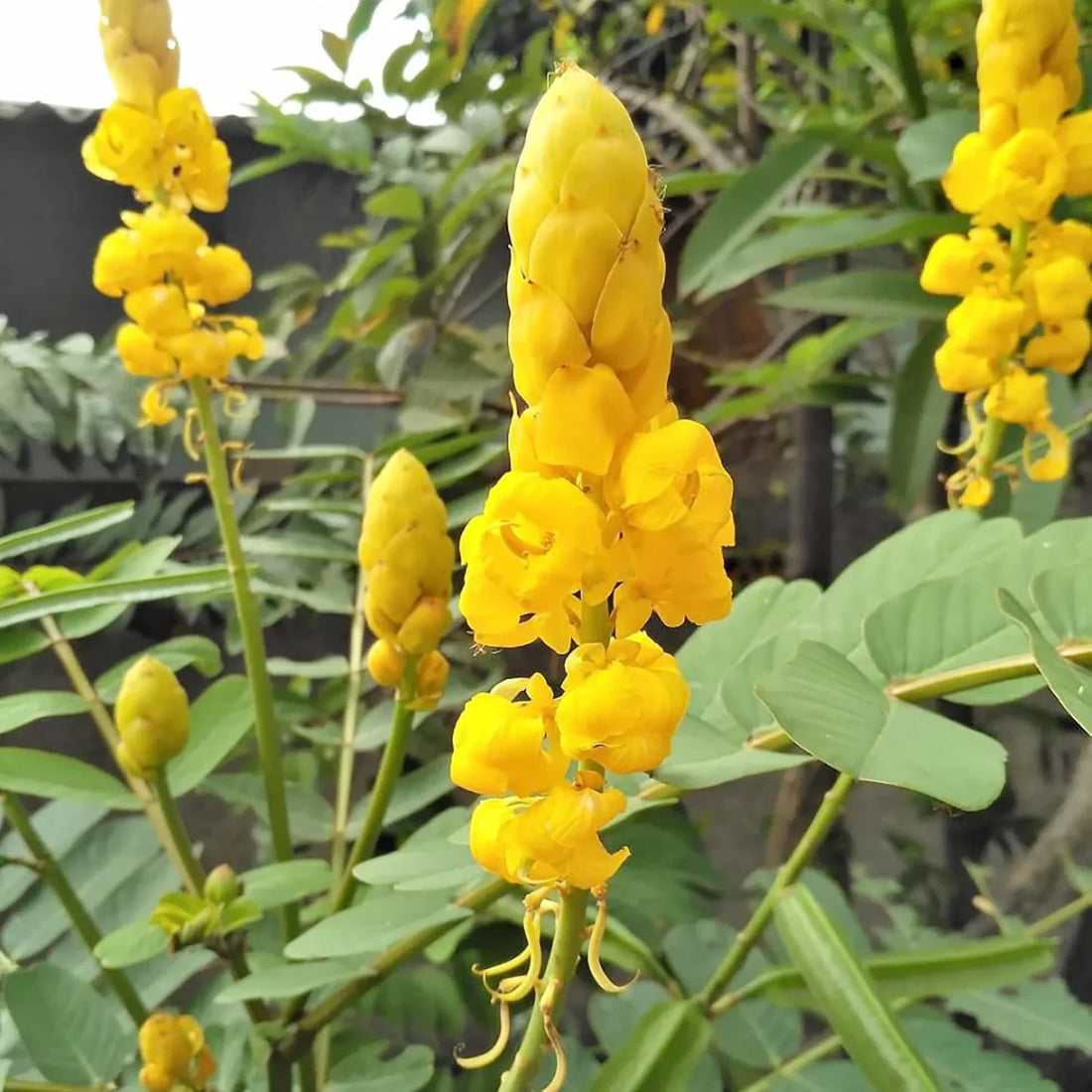 Yellow Candlestick flower seeds