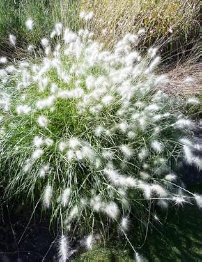 White Fountain Grass plant