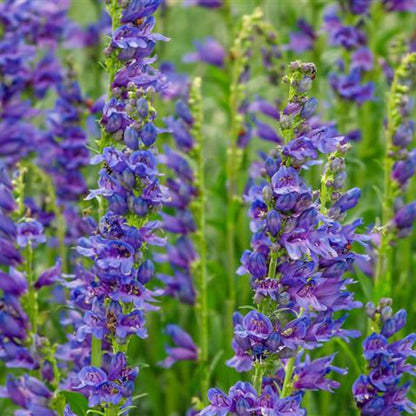 Beardtongue Penstemon Strictus plant