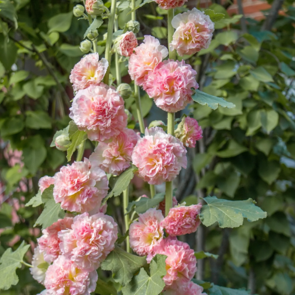 Carnival Pink Hollyhock plant