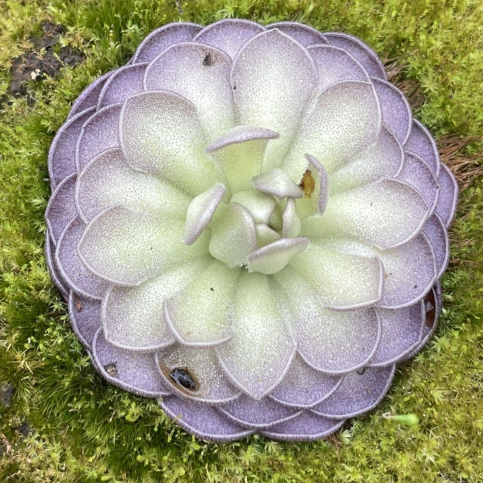 Cyclosecta Pinguicula plant