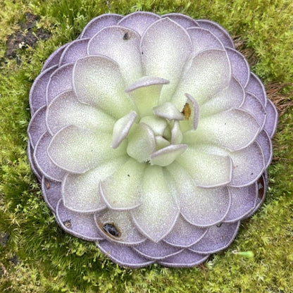 Cyclosecta Pinguicula plant