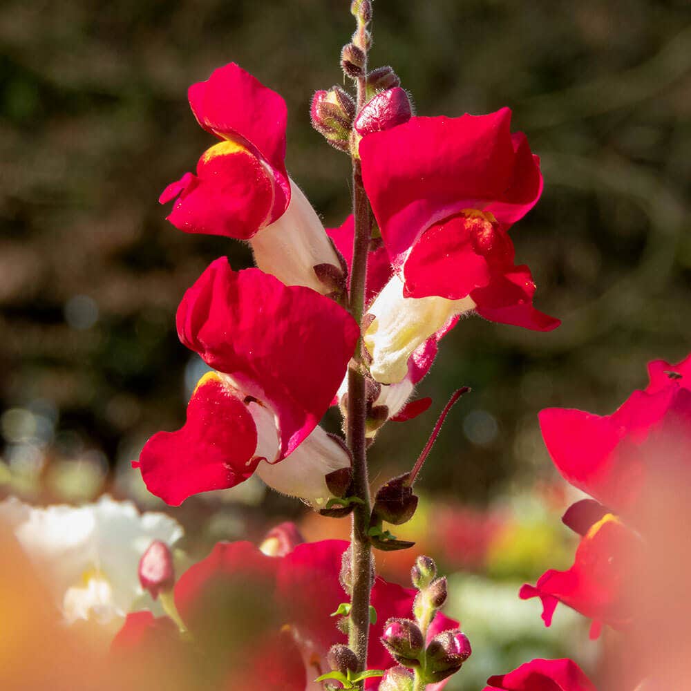 Antirrhinum Majus Snapdragon plant