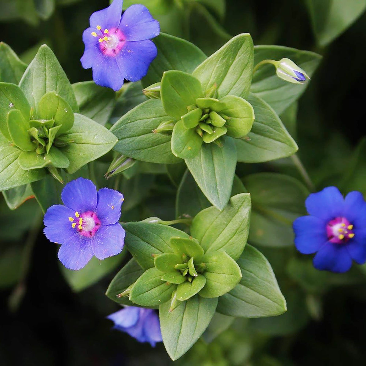 Blue Pimpernel plant