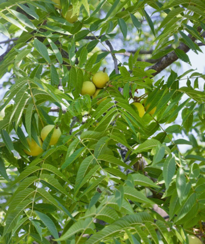 Black Walnut plant