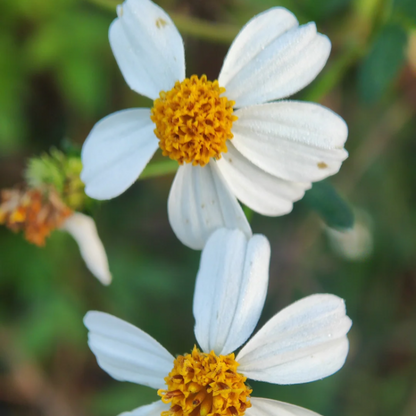 Needles Bidens Alba plant