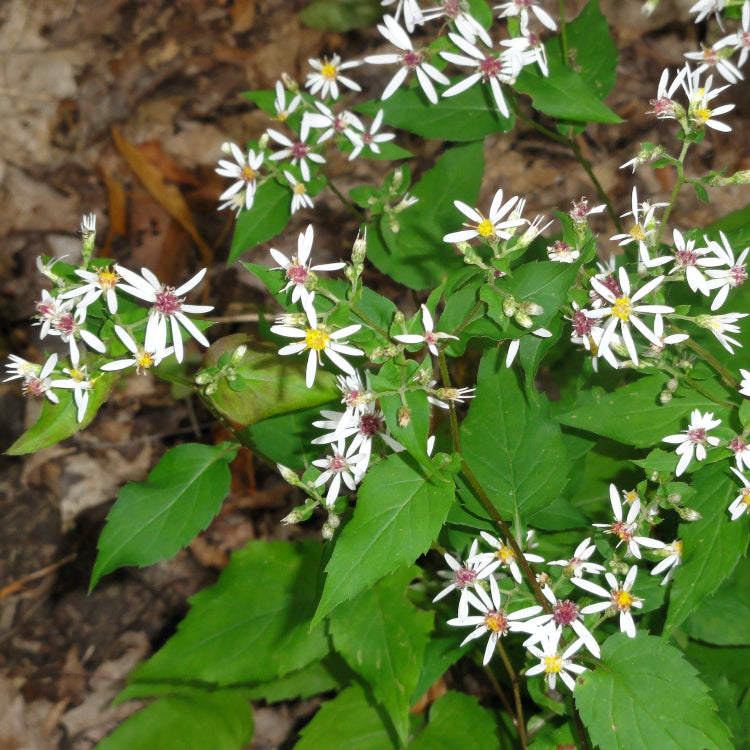 white wood aster plant