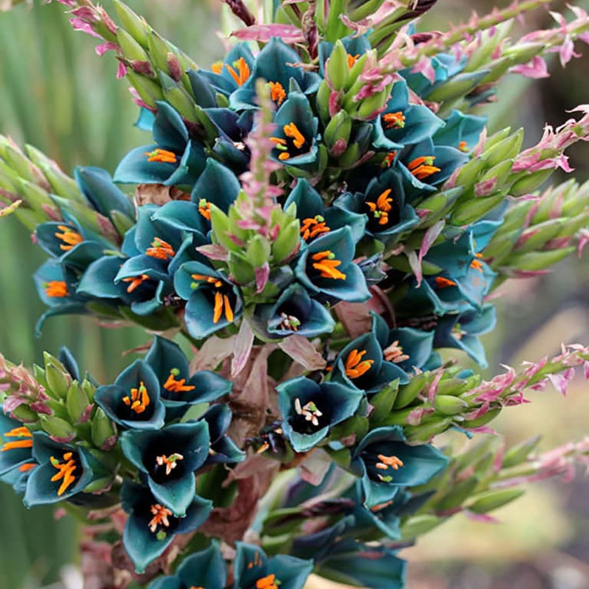 Sapphire Tower plant