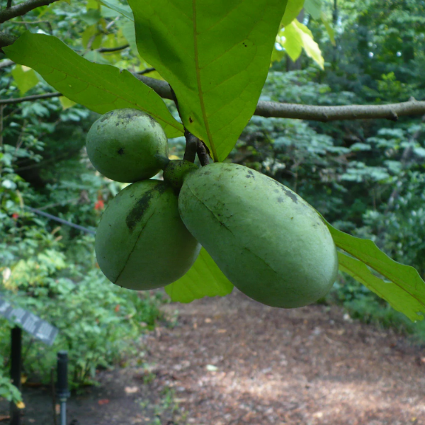 Asimina Triloba Pawpaw plant